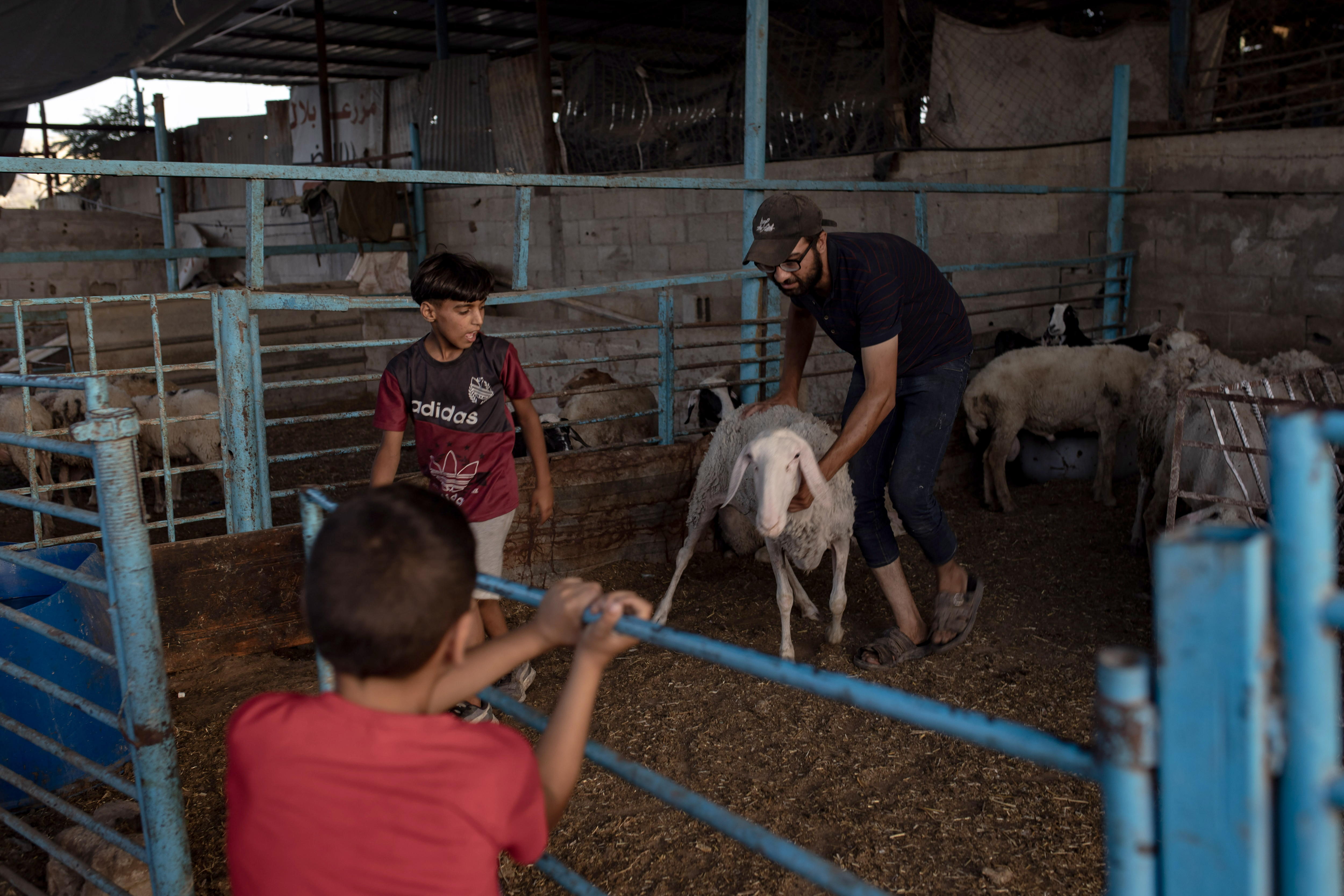 Así es como los animales abandonados en Gaza se hicieron los inesperados terapeutas de niños