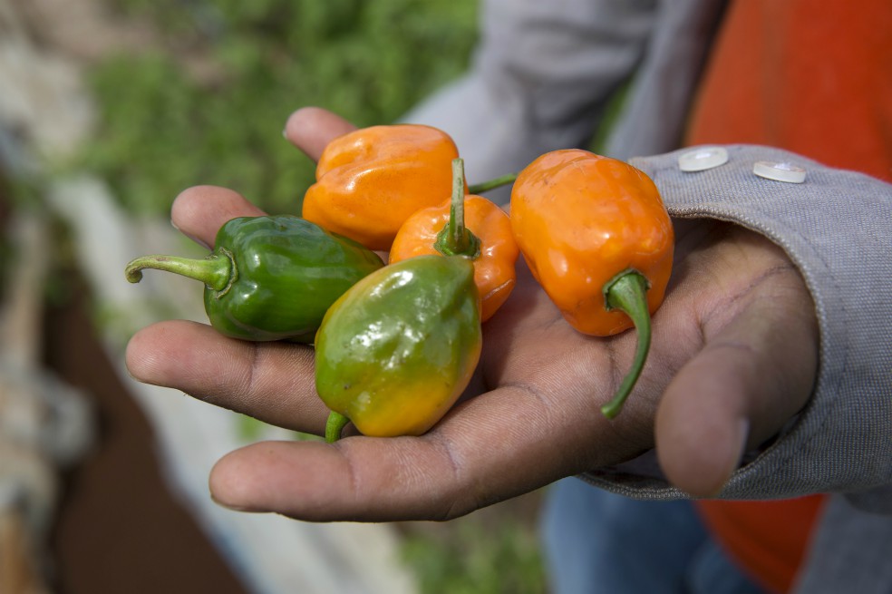 Criptomoneda respaldada por ajíes habaneros se vende en México a US$27