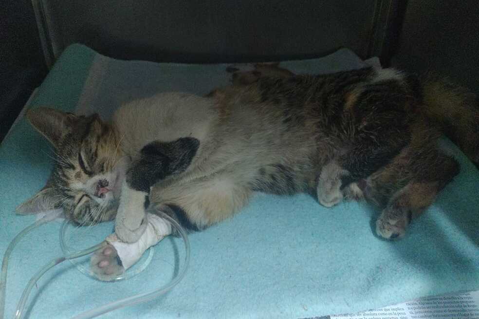 Fallece gata atropellada en el conjunto Parques de Primavera, Bogotá