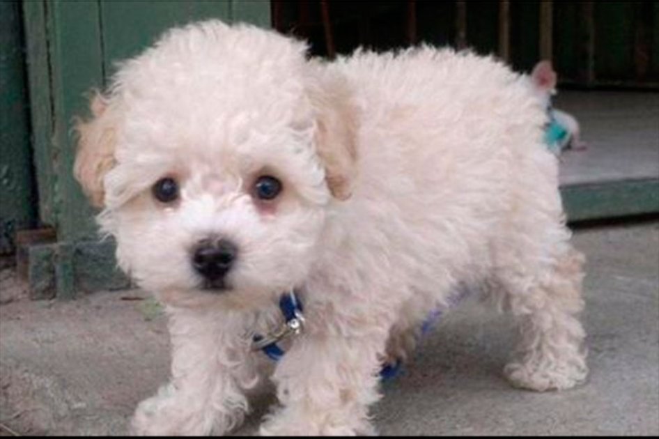 Buddy, el cachorro retenido en el aeropuerto de El Prat.