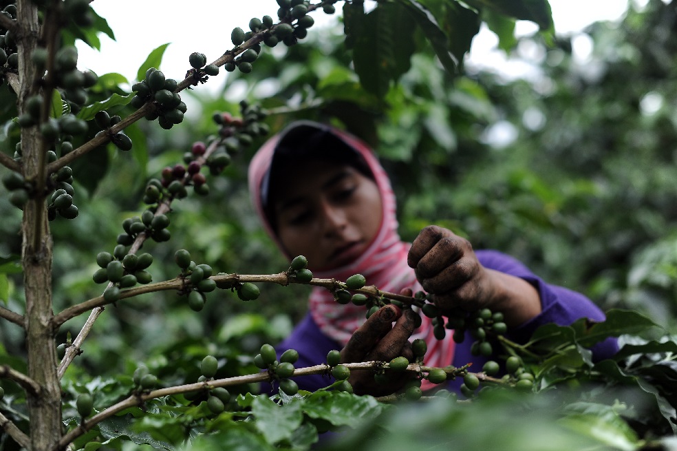 Algunos caficultores en Santuario venden sus fincas por la crisis del café