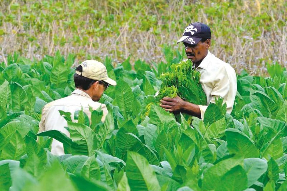 Tabaco en Colombia, de la época dorada a la salida de Philip Morris