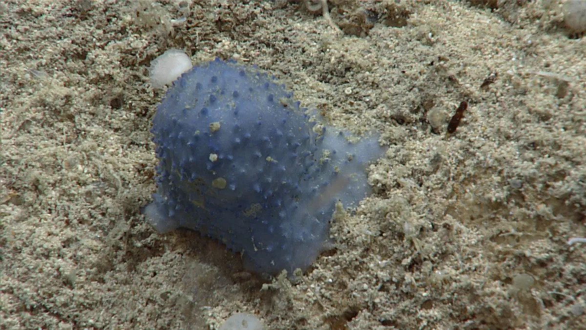 Científicos están perplejos con un “organismo azul desconocido” del mar Caribe