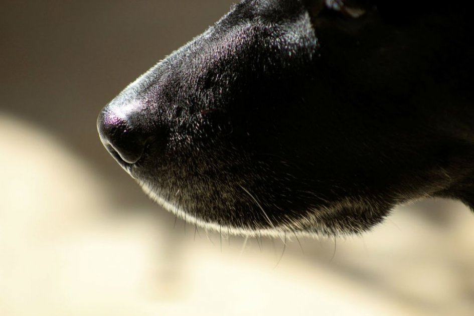 Cárcel para adolescentes que torturaron a animales en Rusia