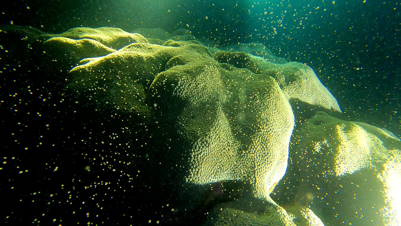 Video: Los corales son animales, aquí le mostramos cómo se reproducen