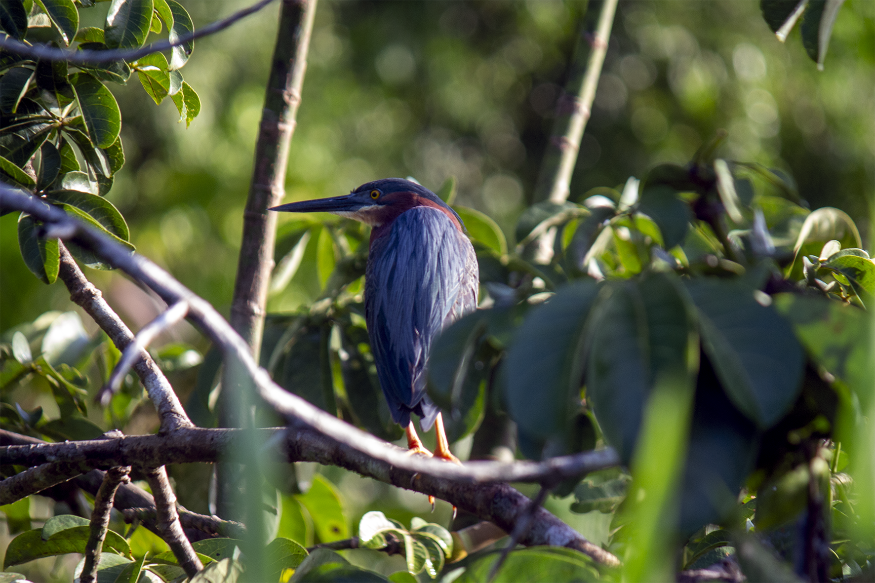 Garza Agamí (Agamia agami) 
Una de las garzas más esquivas y de plumaje más exótico de los humedales costarricenses. Se especializa en peces pequeños y crustáceos en aguas someras. A diferencia de otras garzas, anida en colonias ruidosas bajo densa vegetación riparia. Su población en Costa Rica es clave para la conservación regional.