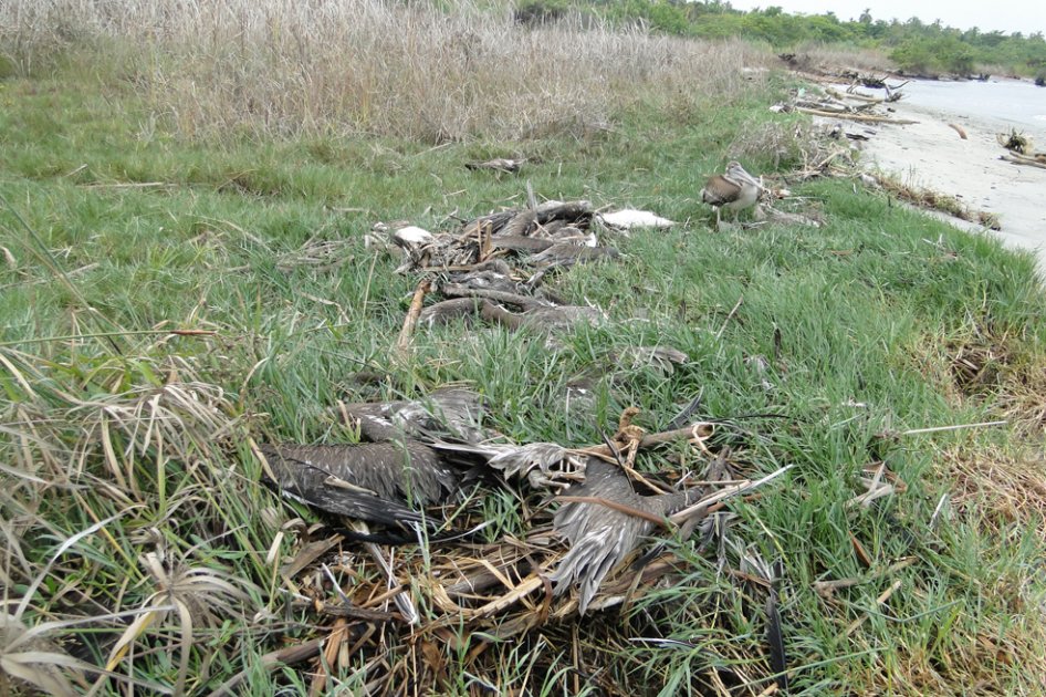 Los pescadores dicen que han muerto cerca de 4.000 pelícanos en la desembocadura del río Toribio. 