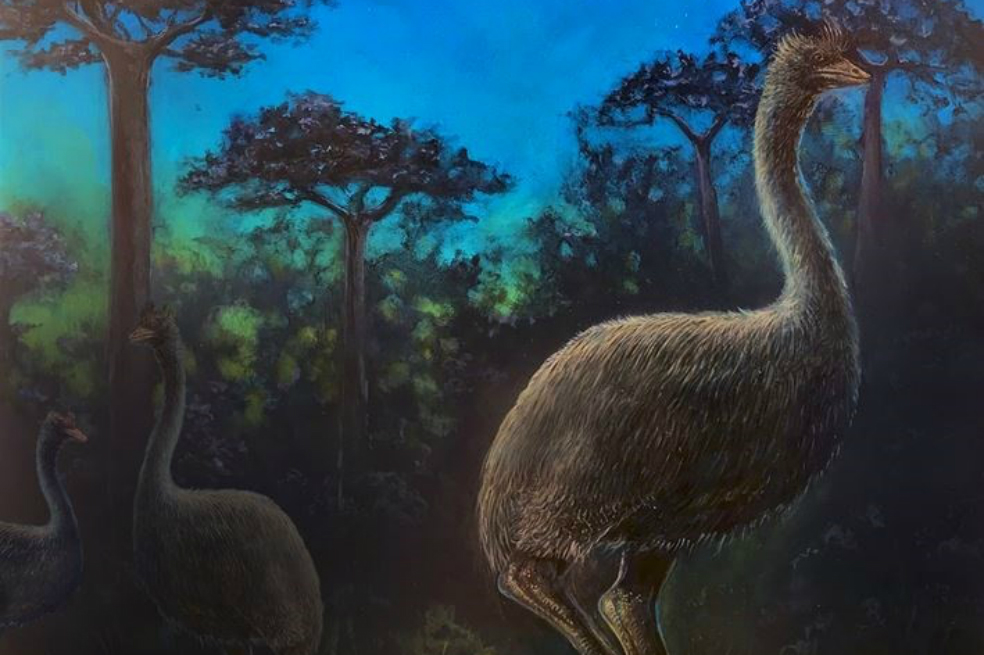 Las aves elefante, las más grandes que haya existido, eran nocturnas y posiblemente ciegas