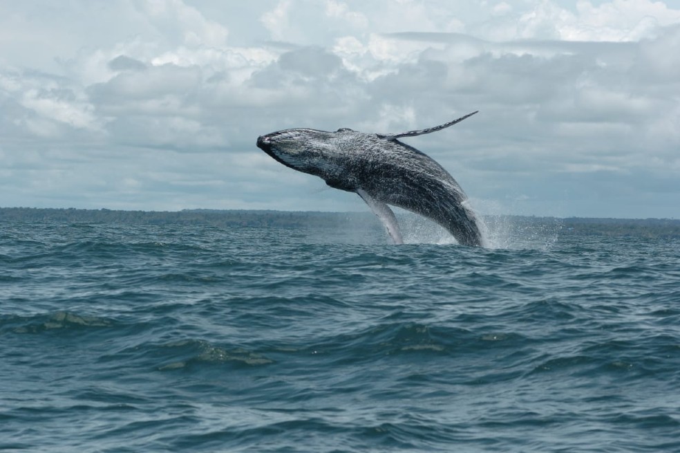 Comenzó temporada de ballenas en el Pacífico; acá algunos consejos para disfrutarla
