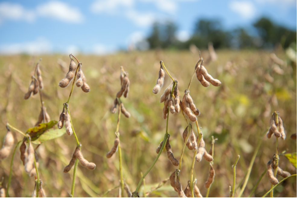Brasil está cerca de convertirse en el primer productor mundial de soya
