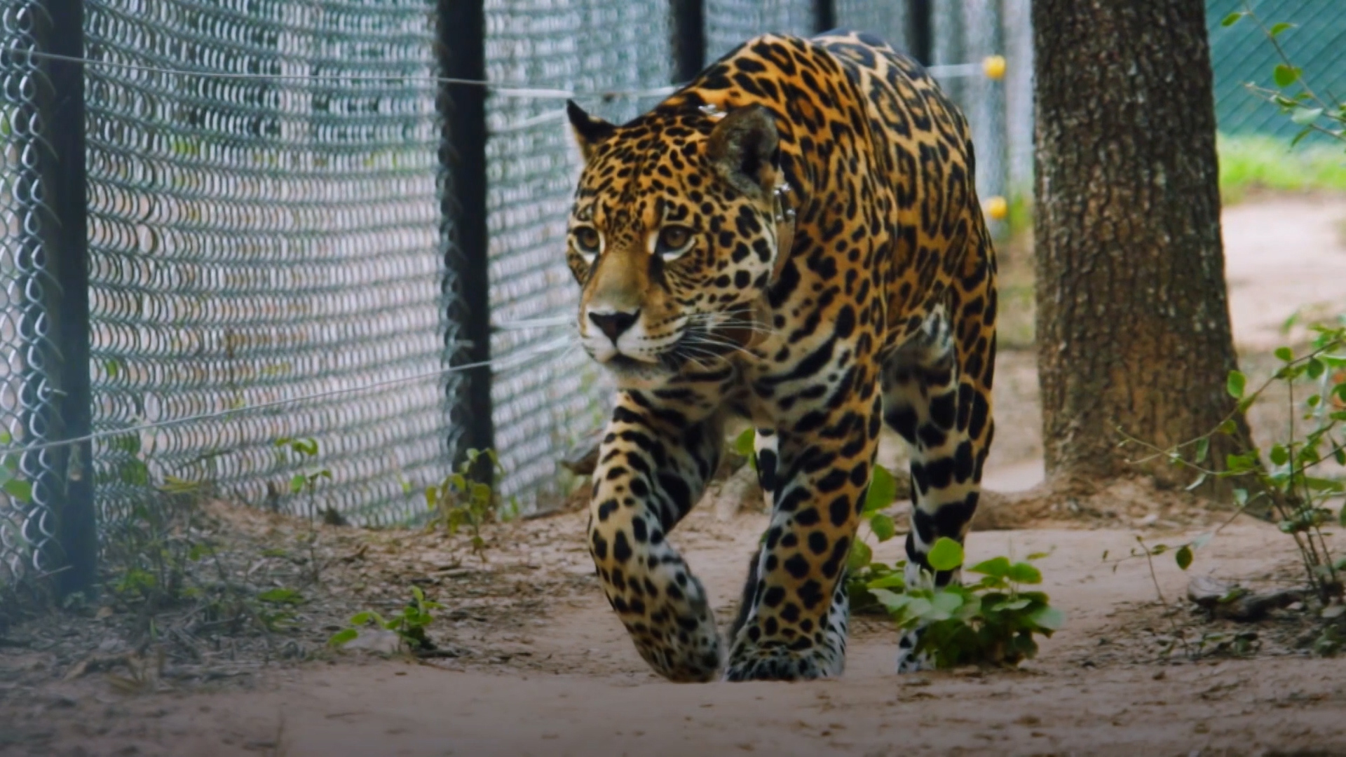 Biólogos salvan de la extinción a jaguar en el Chaco argentino