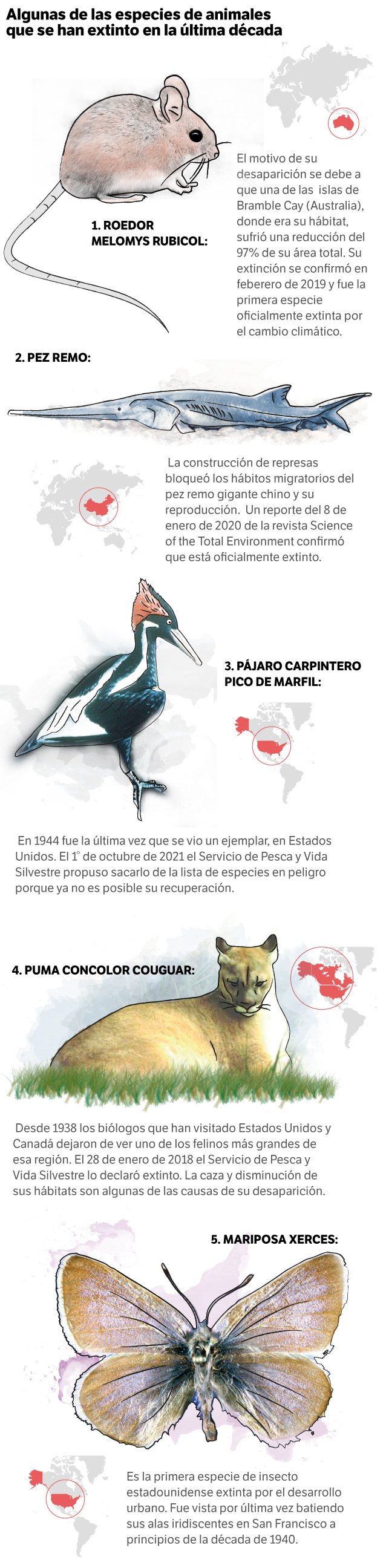Estos son algunas de las especies de animales que se han extinto en la última década