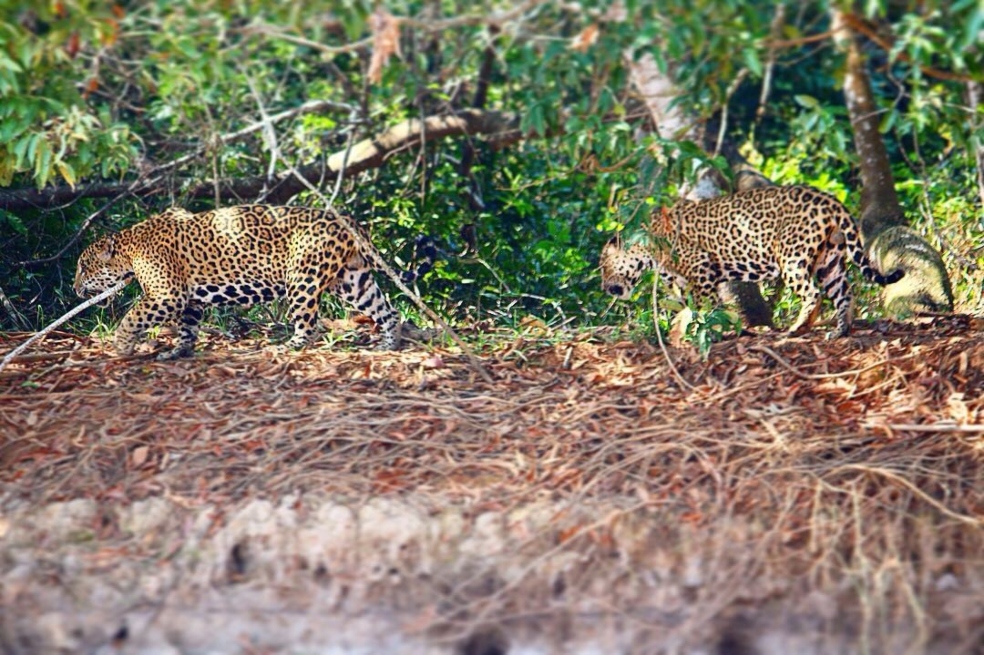 Contrario a lo que se creía, los jaguares macho no son tan solitarios