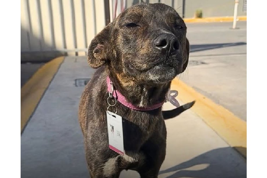 Huesita, la perrita callejera que fue nombrada guardiana de la universidad que visitaba