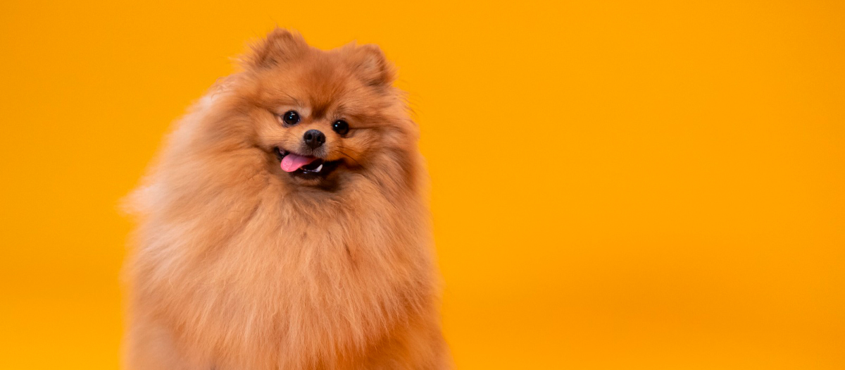 Perros peludos 5 razas con mucho pelo que te encantarán