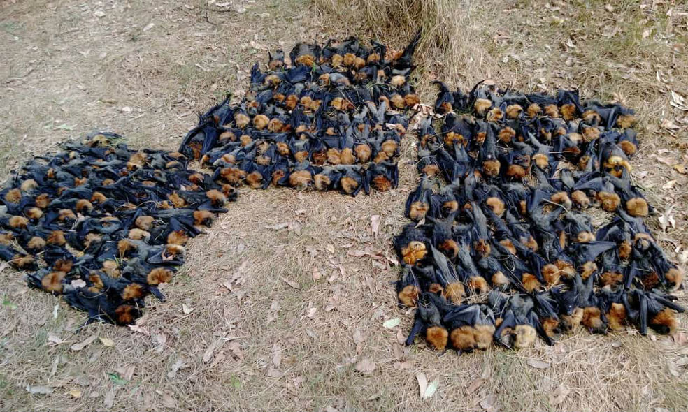 Ola de calor mató a cientos de murciélagos en Australia