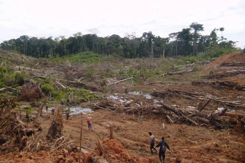 La deforestación aumenta riesgo de nuevas enfermedades