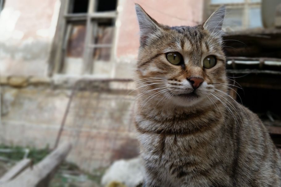Qué hacer si mi gato se pierde