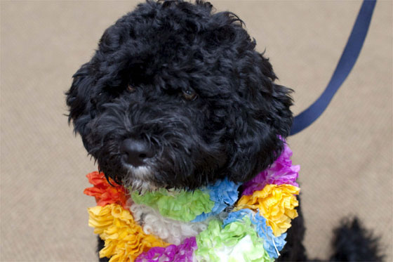 «Bo», el perro de los Obama