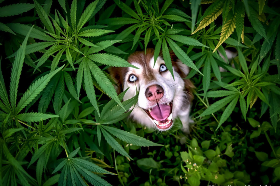 Galería: conoce las fotos más graciosas de mascotas del 2023