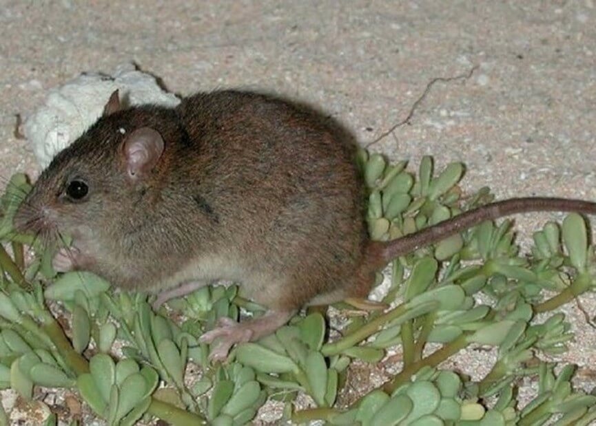 Confirman la primera extinción de un animal por el cambio climático