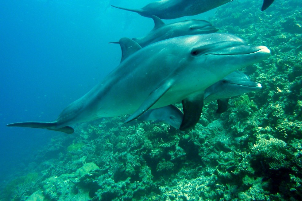 Derogan polémica resolución que permitiría la pesca de delfines en Colombia
