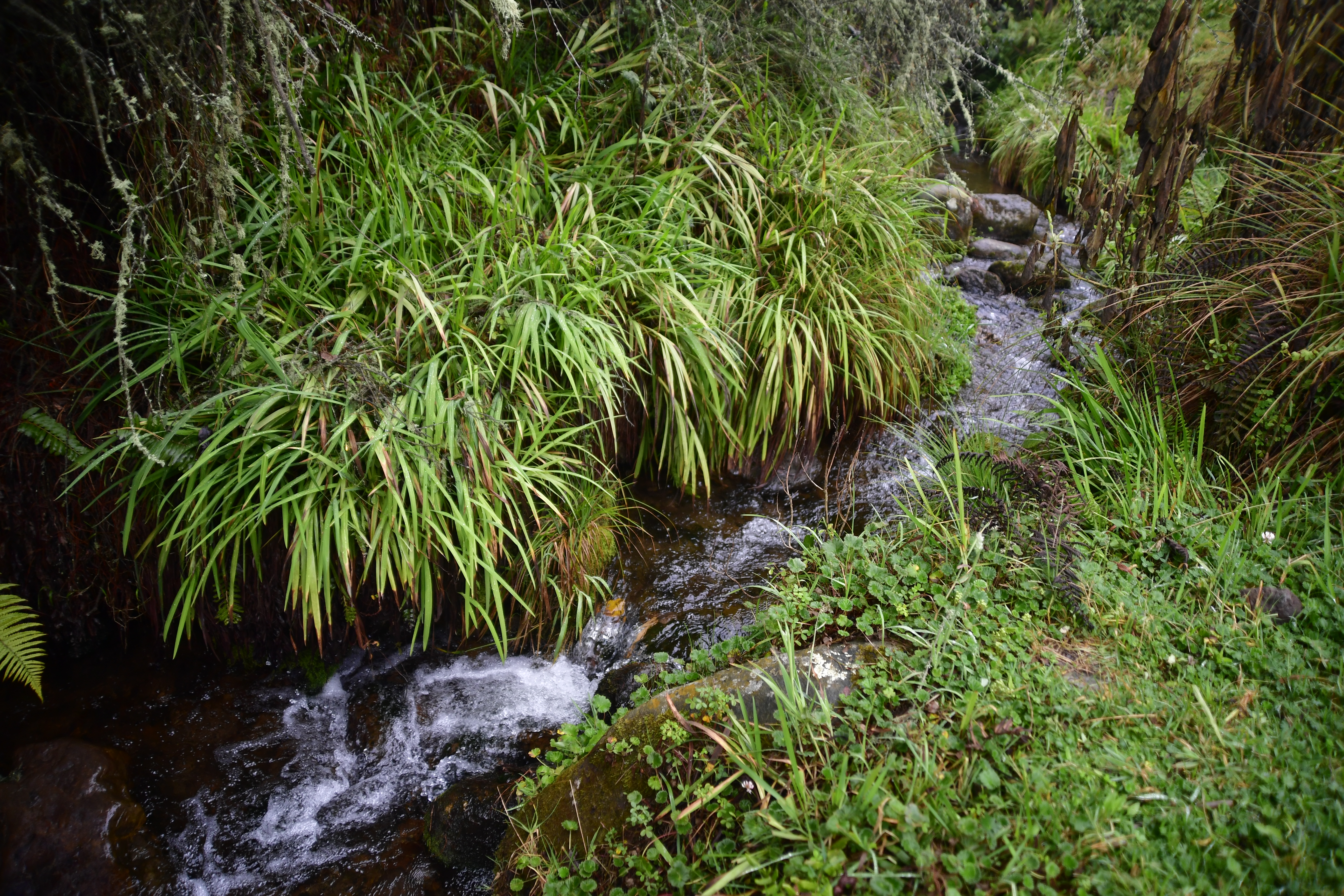 También llamado Rio Neusa