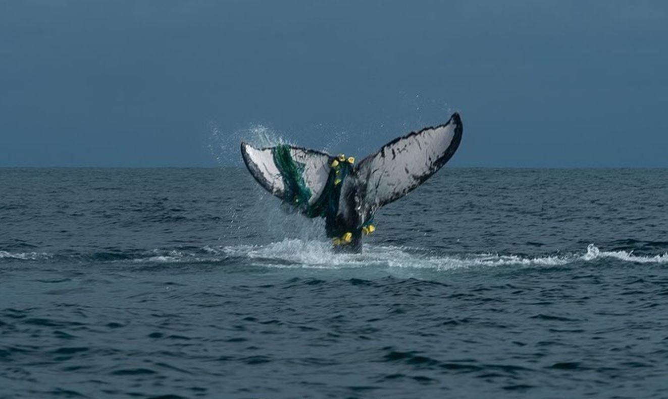 En el Pacífico colombiano, cada vez más ballenas se enredan en las redes de pesca
