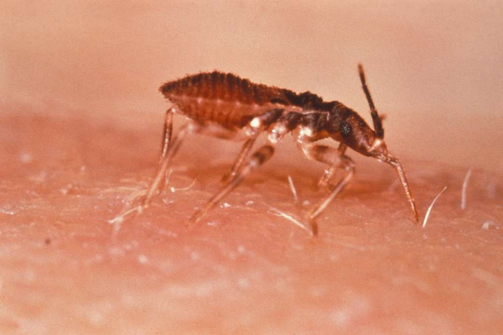 Colombia aprueba el principal medicamento para tratar la enfermedad de Chagas