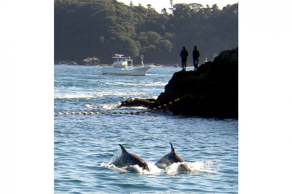 Comienza temporada anual de caza de delfines en Japón