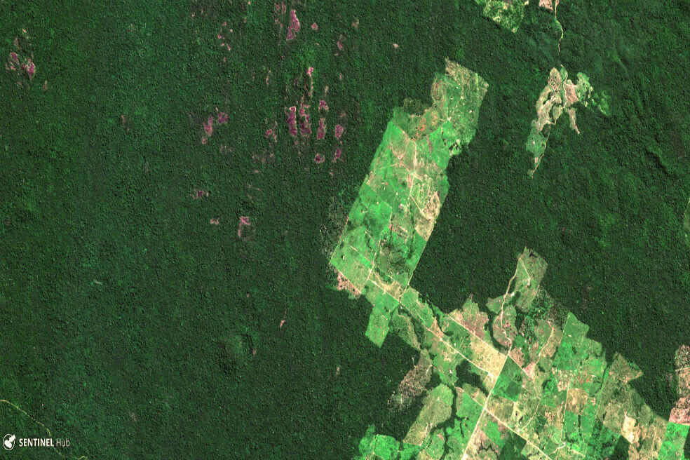 La deforestación en la Amazonia brasileña alcanza récord histórico