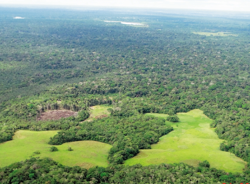 En Brasil, la selva amazónica continúa cediendo a la ganadería