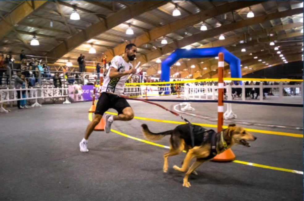 ¿Qué es el canicross? El deporte que une a perros y humanos gana fuerza en el país