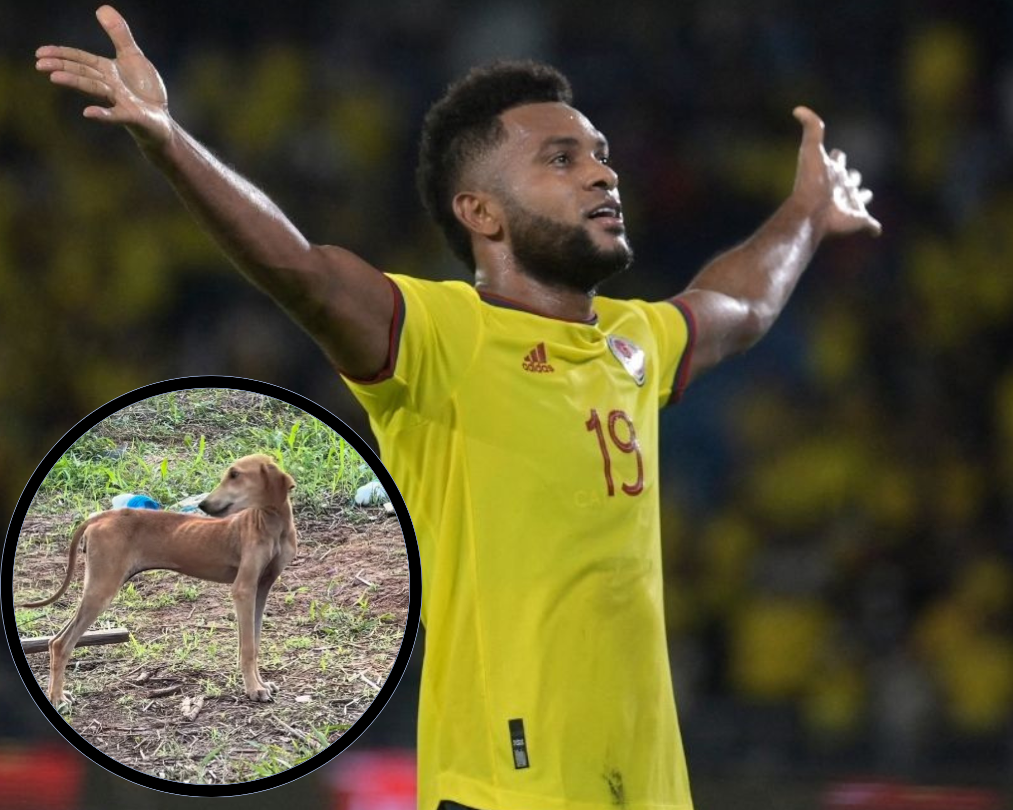 Video: Miguel Ángel Borja rescata y adopta un perro en estado de abandono