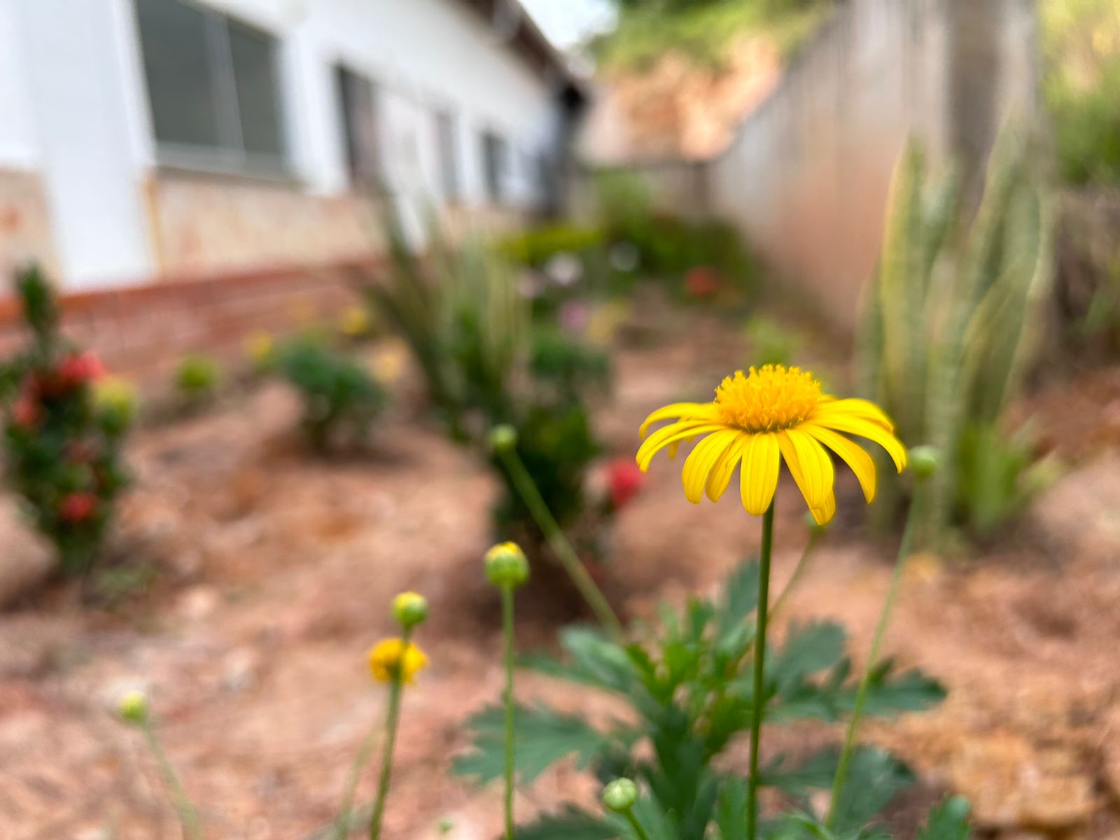 El hospital en Santander que creó un jardín medicinal para atender a sus pacientes