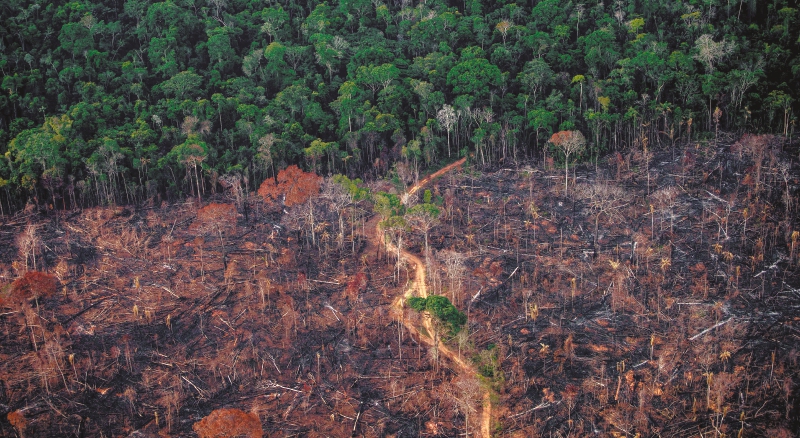 Preocupación por récord de alertas de deforestación en la Amazonía brasileña