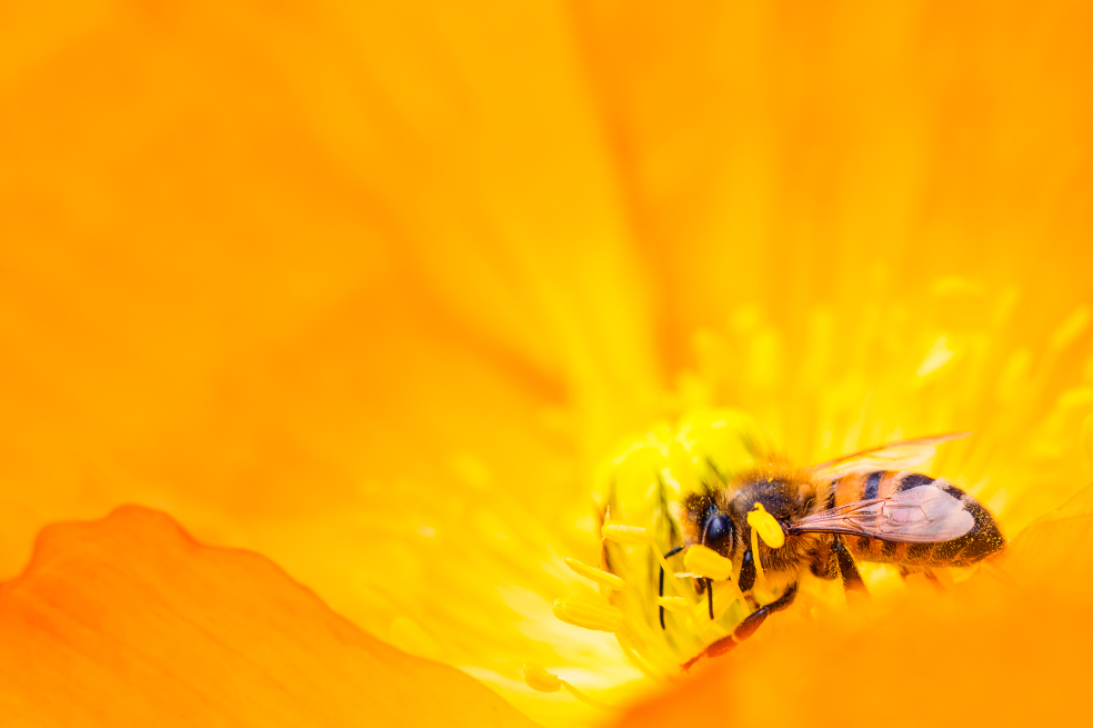 Algunas abejas están viviendo menos tiempo que hace 50 años