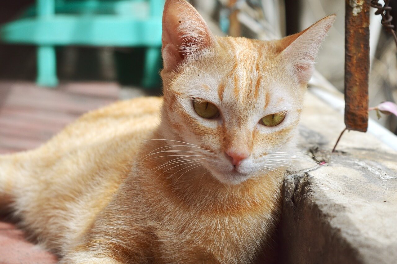 El perro o gato debe estar en buen estado de salud, por eso el Instituto recomienda que, de ser posible, unos días antes del procedimiento se realicen exámenes prequirúrgicos a los animales que van a ser esterilizados / Pixabay