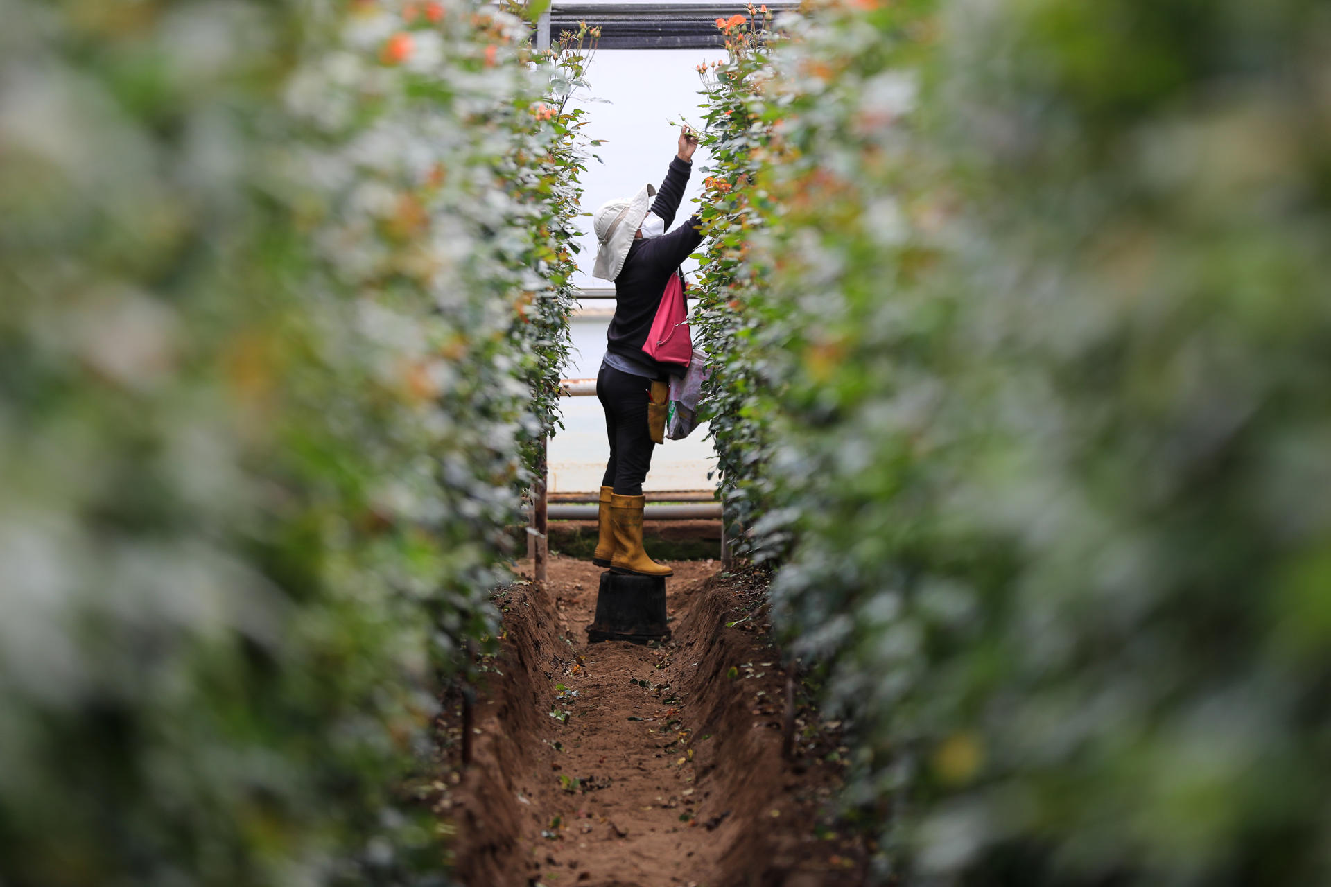 Rosas ecuatorianas: así se mueve uno de los mercados que le compite a Colombia