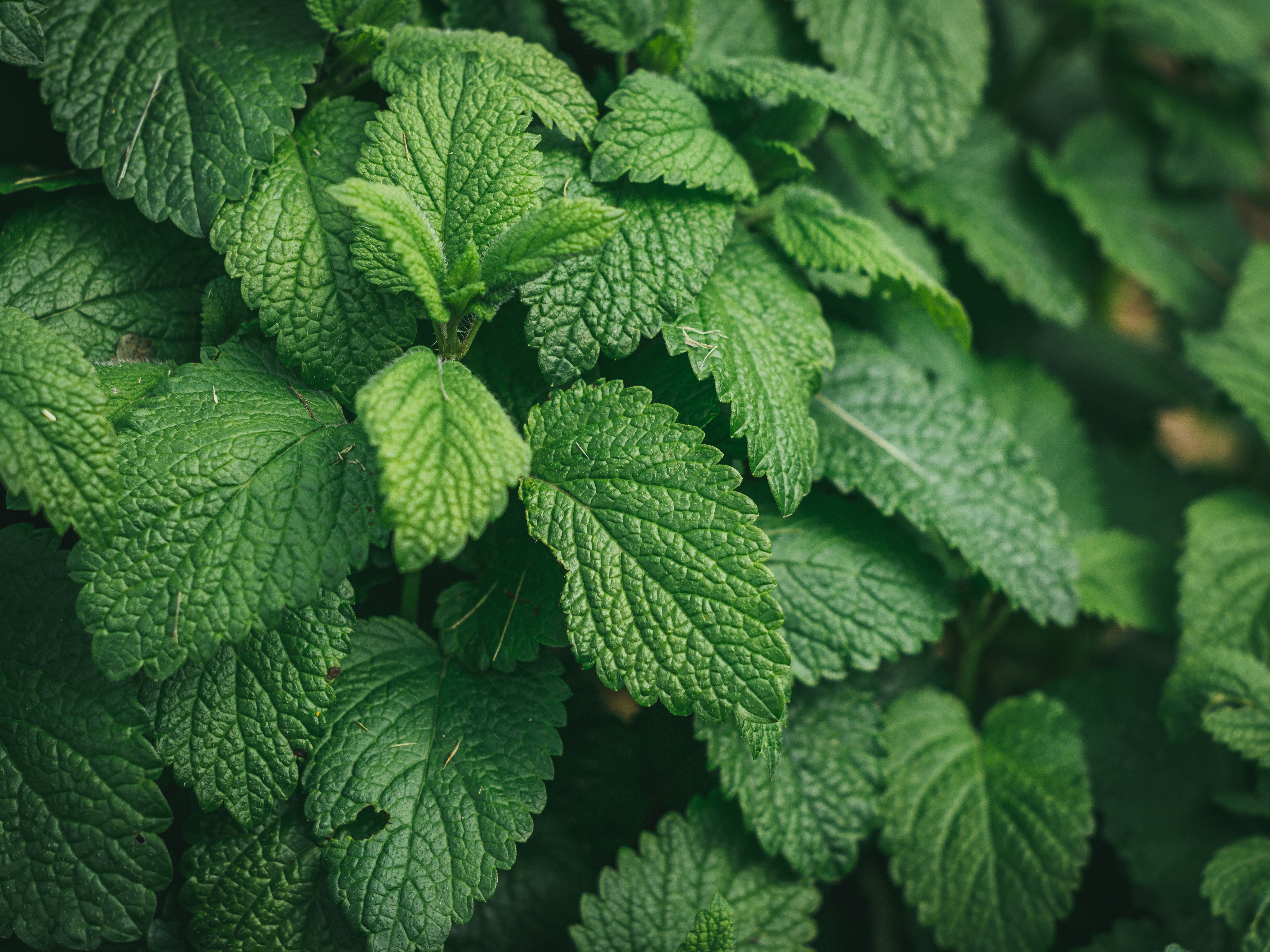 La yerbabuena tiene propiedades medicinales, siendo utilizada tradicionalmente para aliviar problemas digestivos, dolores de cabeza y malestares estomacales. También se emplea en infusiones y tés para promover la relajación y aliviar el estrés.