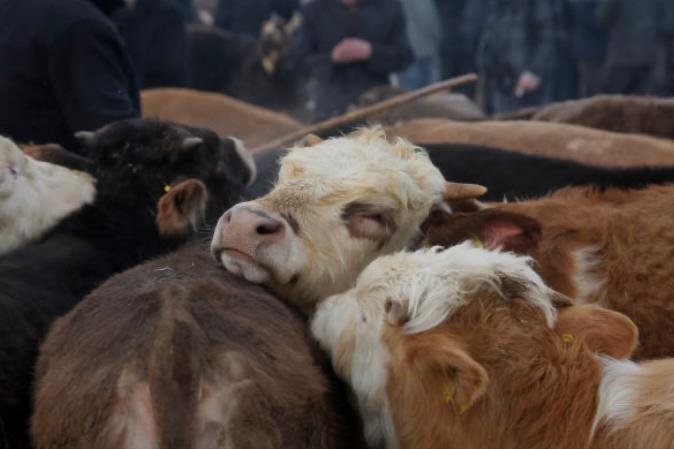 Sentencia histórica: prohíben el sacrificio de animales en rituales religiosos
