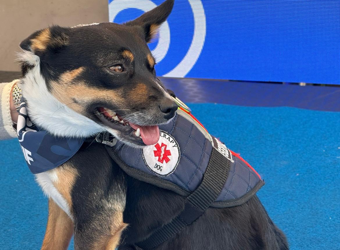 (Video) Perros entrenados brindan apoyo emocional en un centro comercial de Bogotá