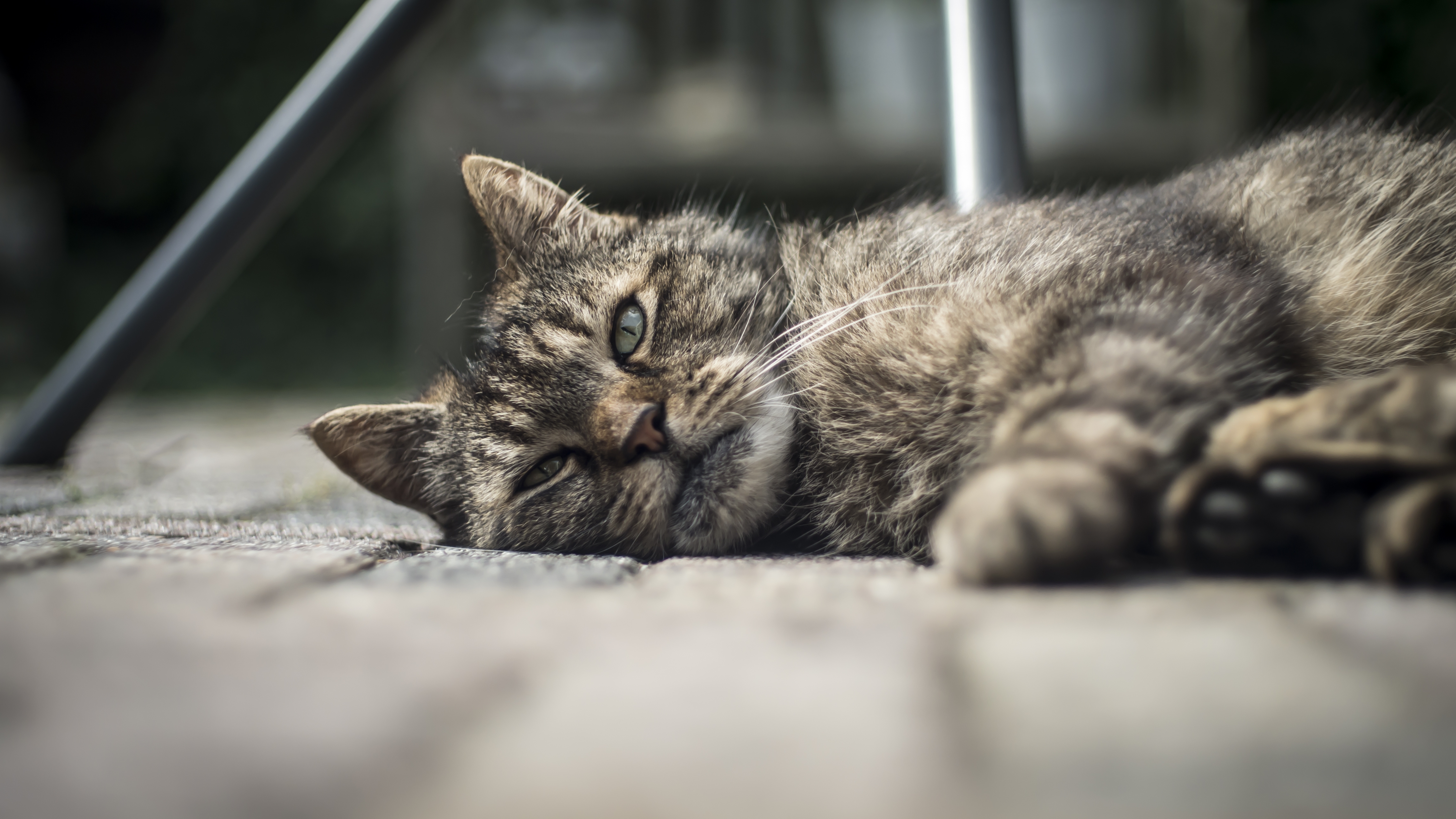 ¿En cuánto tiempo un gato puede olvidar a su dueño?