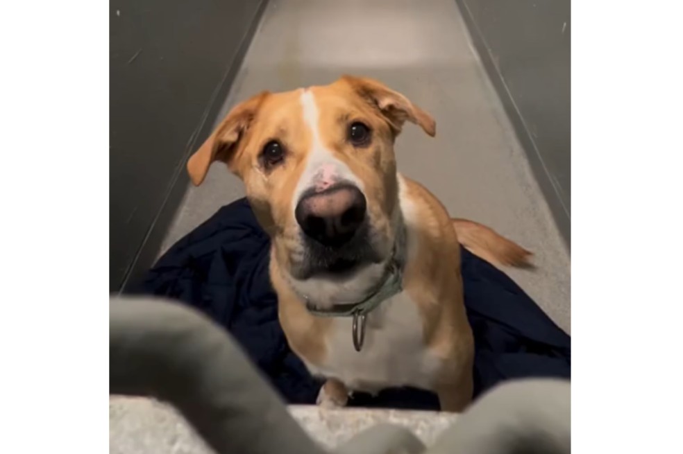 Perro ha sido devuelto cinco veces al refugio