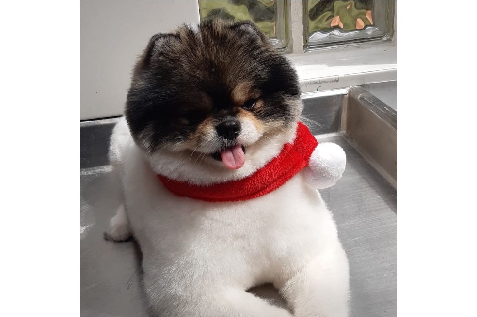 Piden investigar muerte de Kenzo, perro pomerania, que murió en un vuelo de Satena
