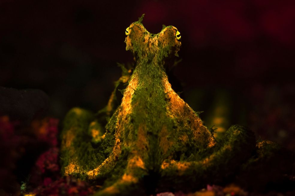 Fotógrafo joven del año: El ganador fue Jacob Guy por una foto de un pulpo de las algas, una especie compleja de retratar.