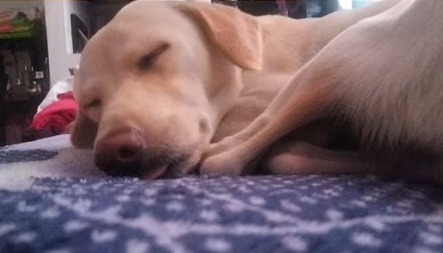 Perrita perdida se reencuentra con su antigua familia gracias a un video de TikTok