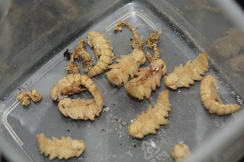 Los insectos ayudan a combatir el hambre y la contaminación