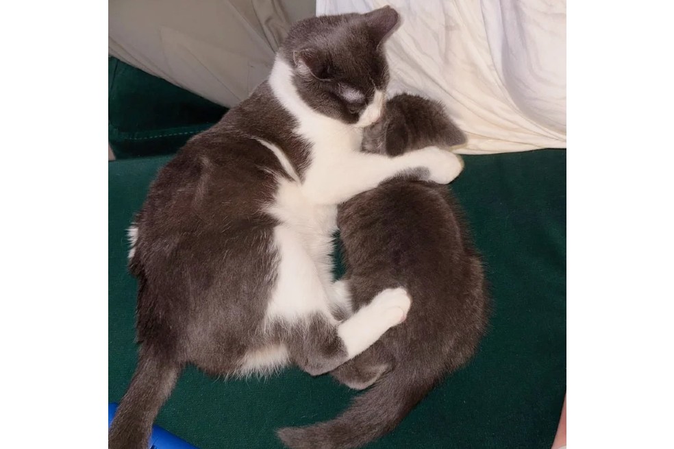 Este gatito encontró un nuevo hogar en una noche fría cuando se metió debajo del auto de una mujer rescatista.