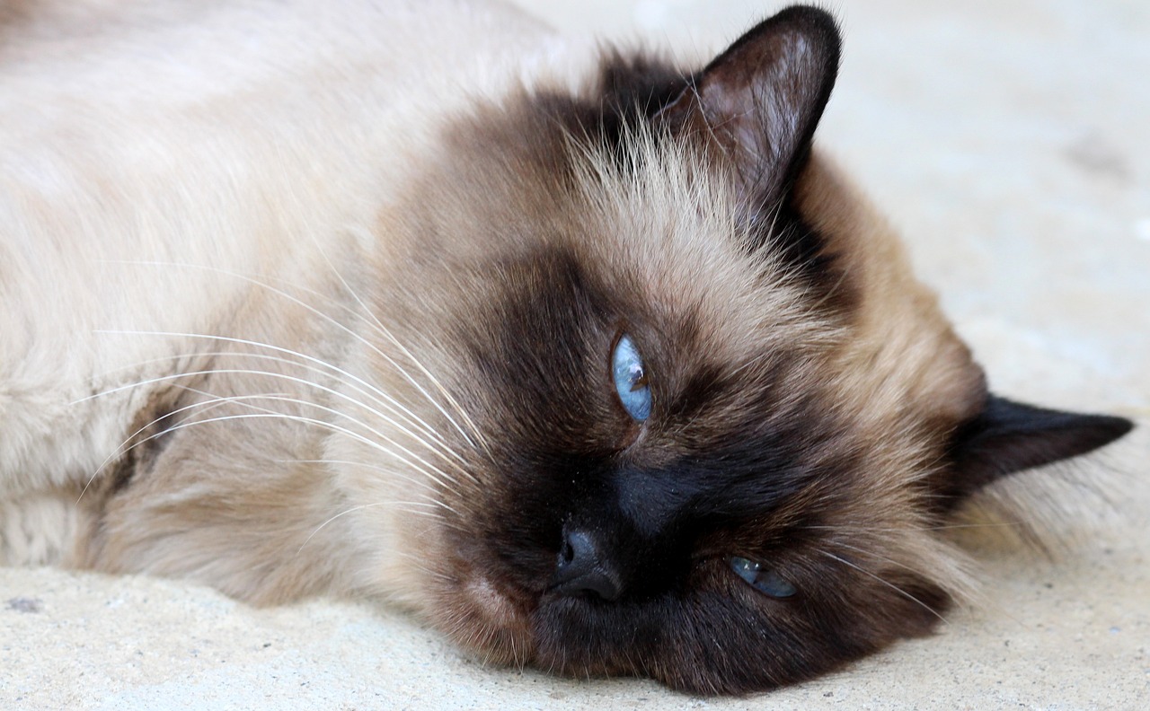 Gato sagrado de Birmania: cosas que quizá no sabía de este felino